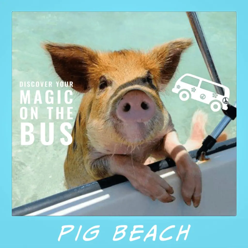 Swimming pigs wading in the shallows at Big Major Cay