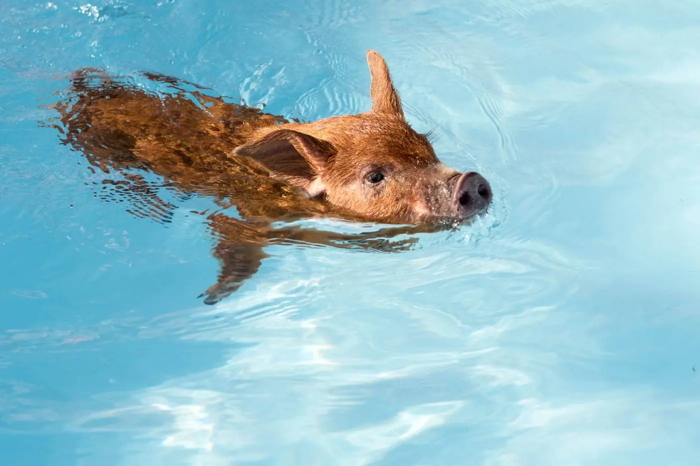 Swimming pigs wading in the shallows at Big Major Cay