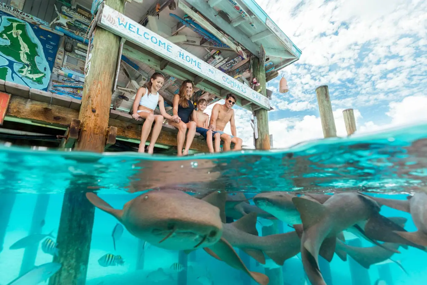 Nurse sharks gathered at the dock at Compass Cay